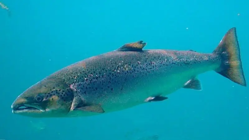 Anh1 . tong hop nhung cach che bien ca hoi ngon bo duong