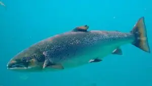 Một số lợi ích cho sức khỏe của việc ăn cá không phải ai cũng biết Ăn cá sẽ giúp hết suy nhược thần kinh