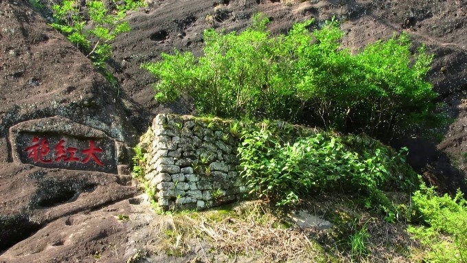 Trà Đại Hồng Bào sống trên núi cao