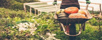 Organic là gì? Vì sao nên sử dụng thực phẩm hữu cơ? Thực phẩm hữu cơ không phải là thực phẩm “trồng tại nhà”