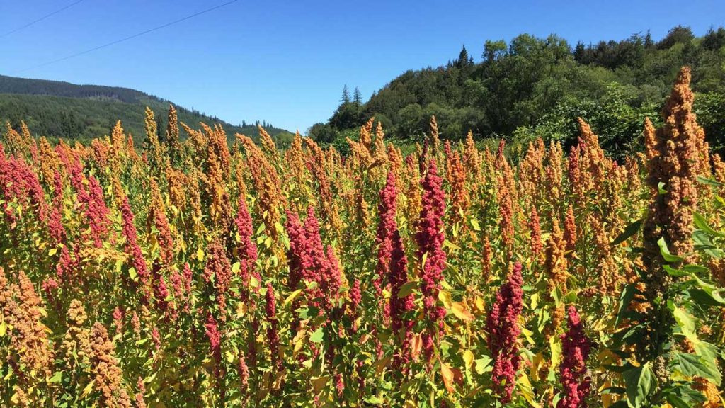 Hạt Diêm mạch: Dinh Dưỡng, Chế Biến và Bảo Quản