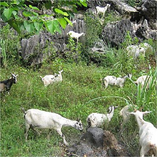 Hình ảnh dê núi