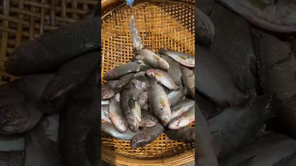 Cá rô đồng chiên giòn - Món ngon miền tây 1756283103 maxresdefault