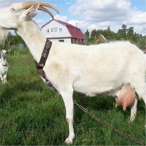 Dê cái mới sinh con