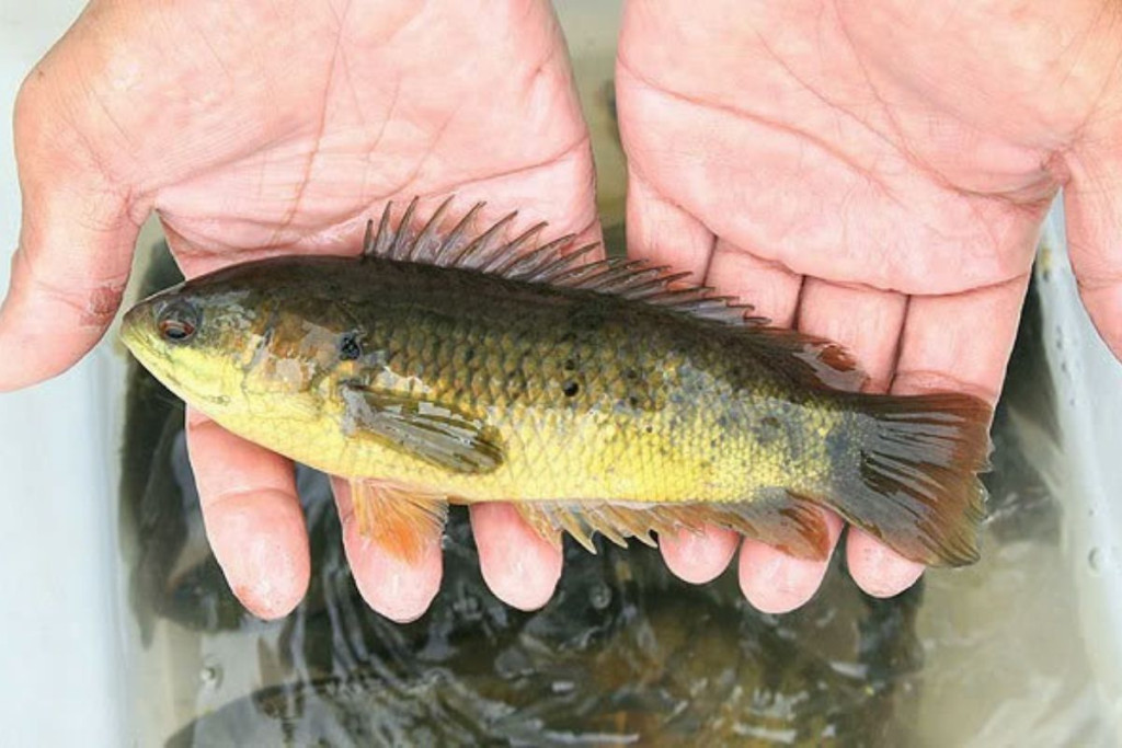 Cá rô đồng chiên giòn - Món ngon miền tây Cá rô đồng chiên giòn - Món ngon miền tây