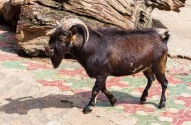 2. cach-chan-nuoi-hang-trieu-con-de-de-lay-thit-va-sua-che-bie_H40fhhuN